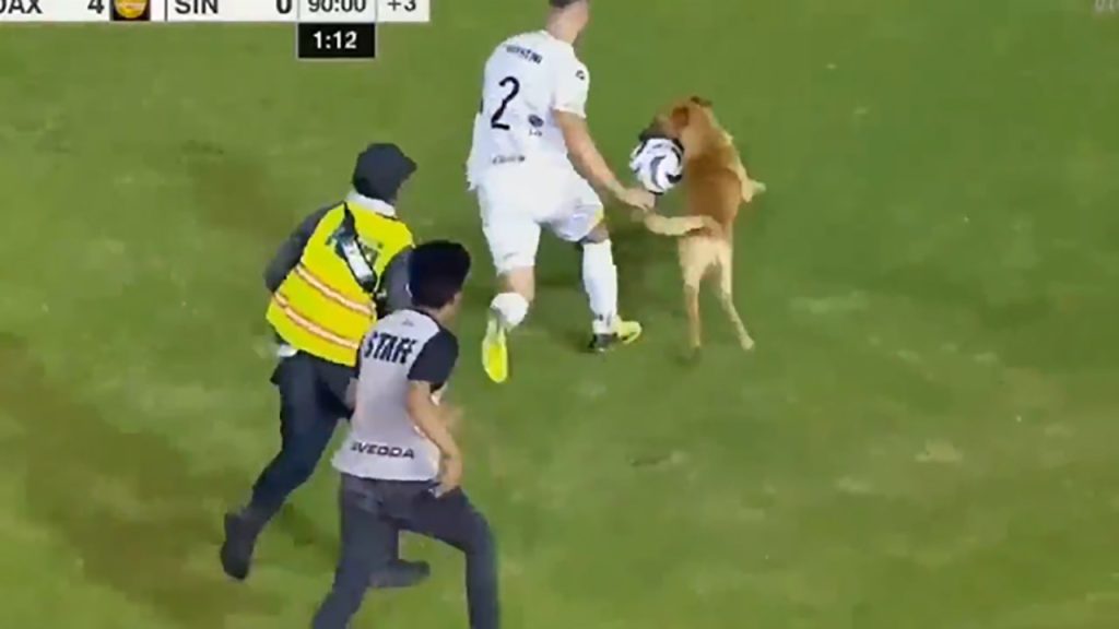 تقلید سگ بازیگوش از بازیکن مصدوم در زمین فوتبال