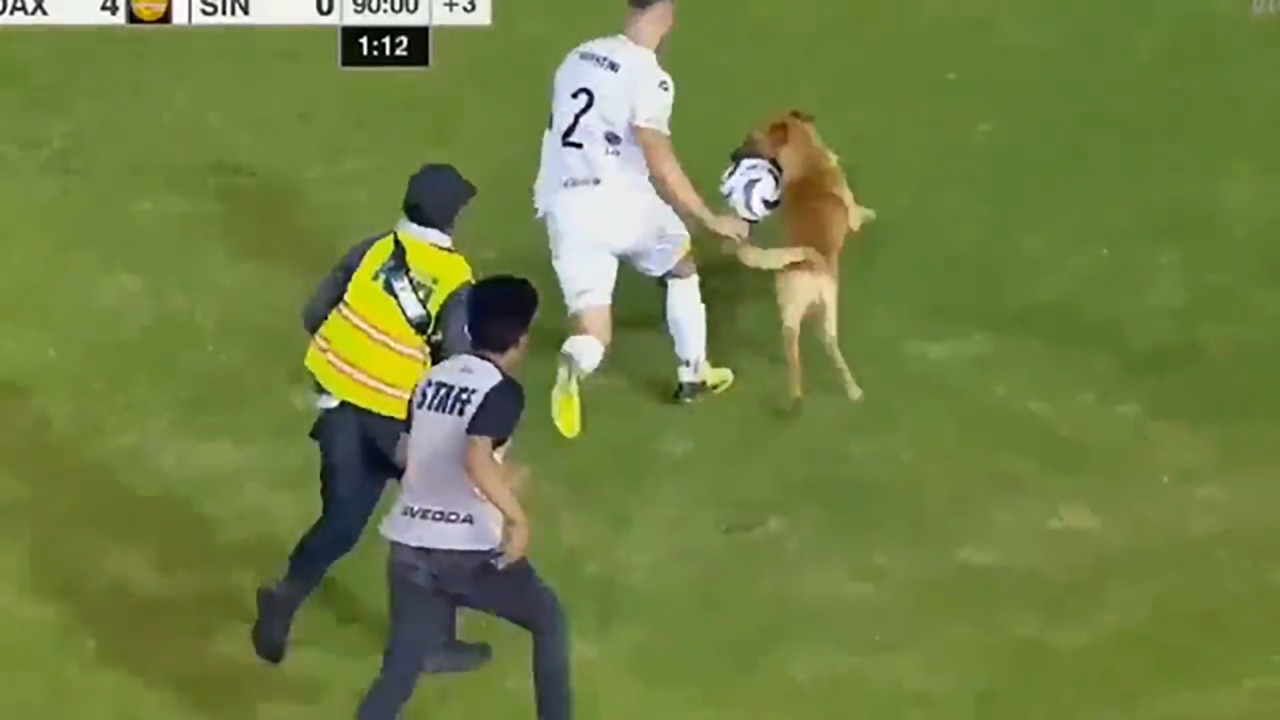 You are currently viewing سگ بازیگوش با تقلید از بازیکن مصدوم در فوتبال کلمبیا لقب نیمار گرفت