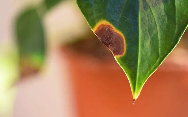 سیاه شدن نوک برگ گیاهان آپارتمانی چه علتی دارد؟ + راه‌حل‌ها