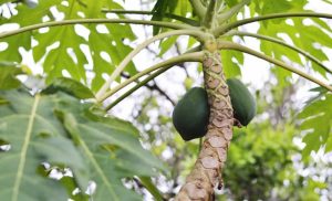 Surprising plant molecule could drive a new wave of drugs and biotechnology