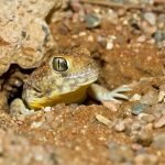 مارمولکی که در بیابان فریاد می‌زند