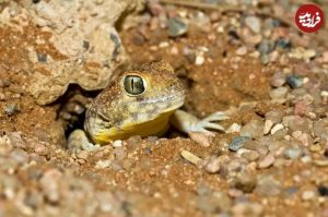 مارمولکی که در بیابان فریاد می‌زند