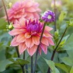 ۵ گیاهی که باغبان‌های حرفه‌ای در بهمن‌ماه زودتر از همه می‌خرند