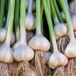 نگهداری سیر با این روش‌ها باعث حفظ عطر و تازگی آن برای مدت طولانی می‌شود